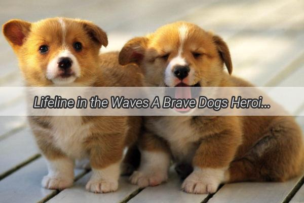 Lifeline in the Waves A Brave Dogs Heroic Rescue of Its Owner from the Oceans Grip